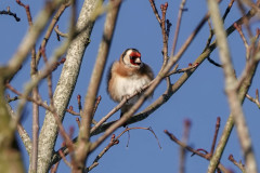 Goldfinch, 1/320sec. f/5.6, ISO 100, 220 mm