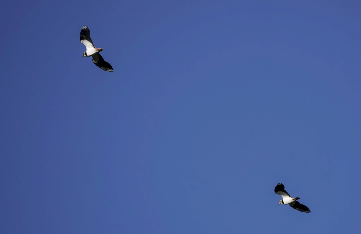 Lapwings, 1/1600sec. f/5.6, ISO 100, 220 mm