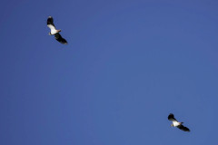 Lapwings, 1/1600sec. f/5.6, ISO 100, 220 mm