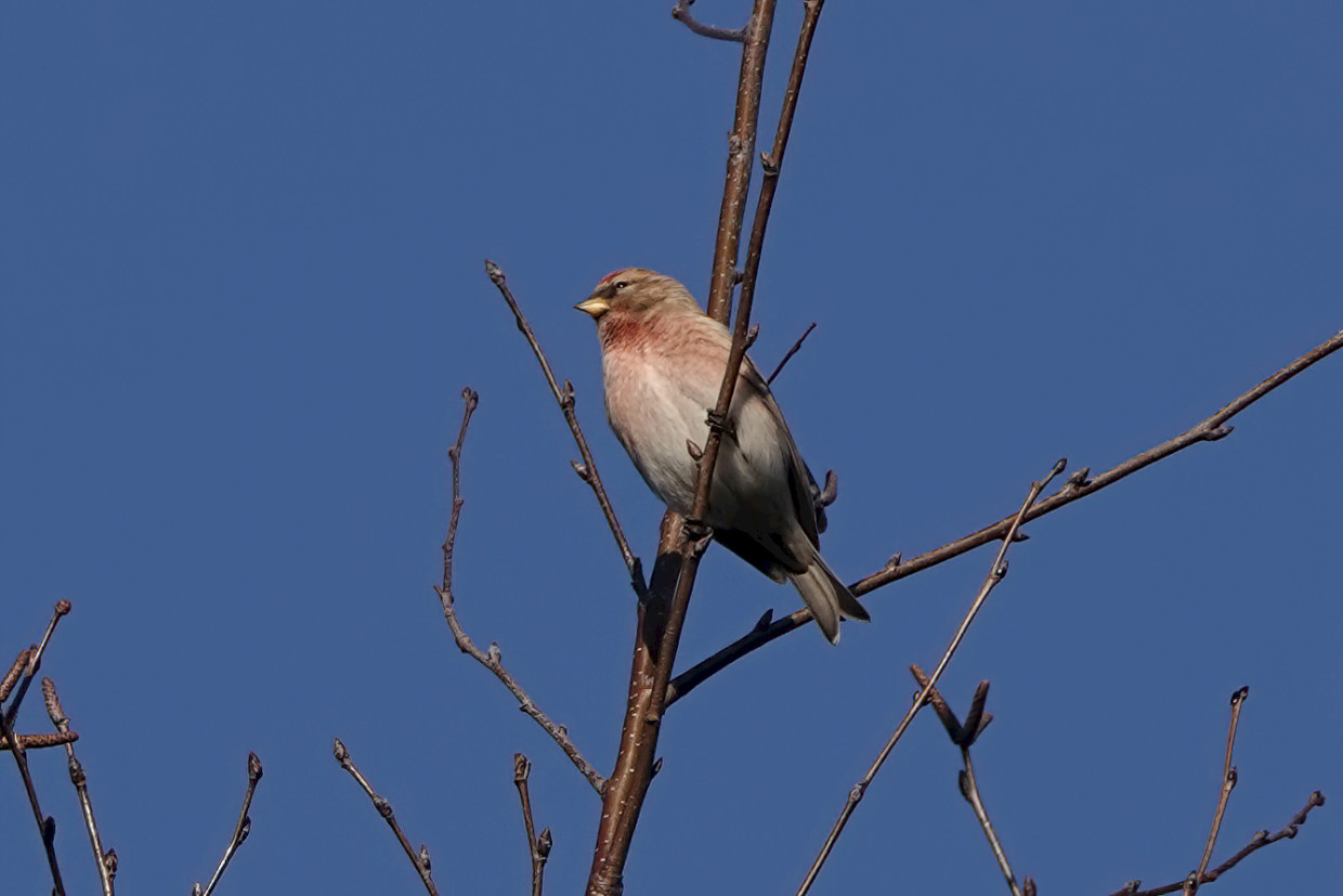 Redpoll, 1/400sec. f/5.6, ISO 100, 220 mm