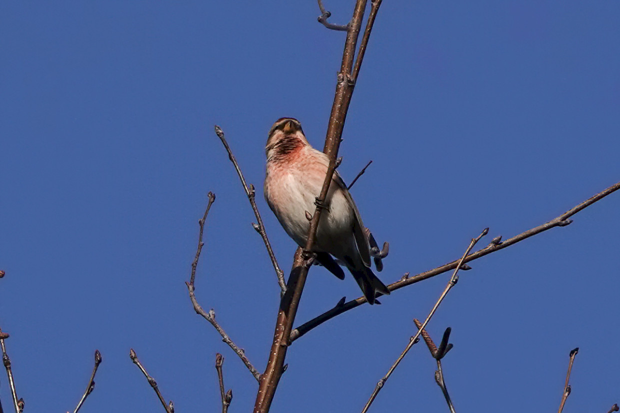 Redpoll, 1/640sec. f/5.6, ISO 100, 220 mm