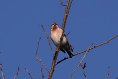 Redpoll, 1/640sec. f/5.6, ISO 100, 220 mm