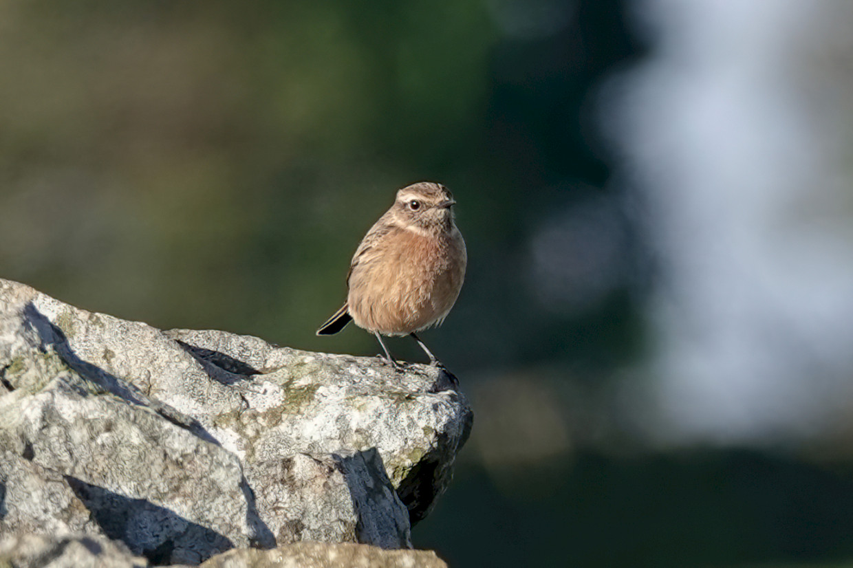 Stonechat, 1/250sec. f/5.6, ISO 100, 220 mm