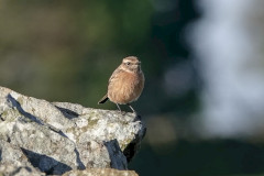 Stonechat, 1/250sec. f/5.6, ISO 100, 220 mm