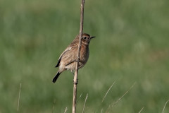 Stonechat, 1/500sec. f/5.6, ISO 100, 220 mm