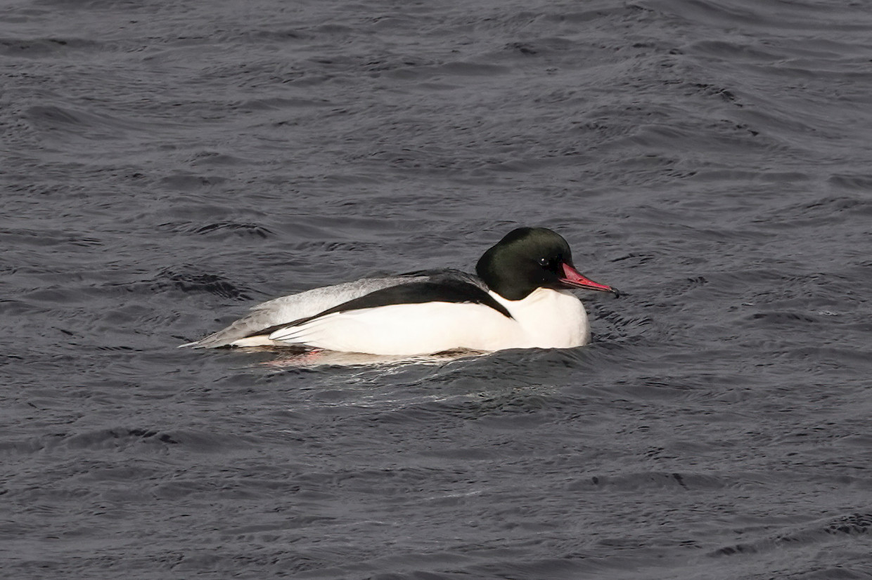 Goosander, 1/800 sec, f/5.6, ISO 100, 220 mm