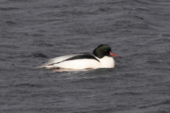 Goosander, 1/800 sec, f/5.6, ISO 100, 220 mm