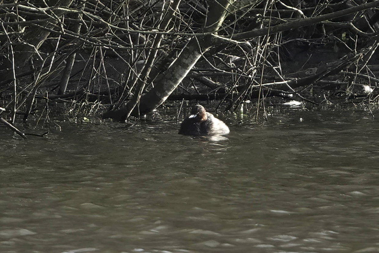 Little Grebe , 1/500 sec, f/5.6, ISO 400, 220 mm