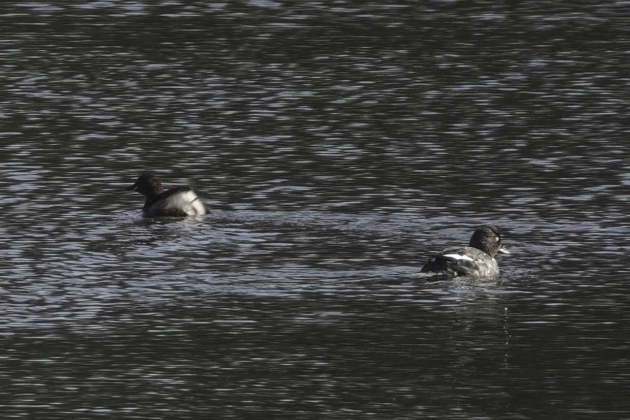Little Grebe & Goldeneye, 1/500 sec, f/5.6, ISO 250, 220 mm
