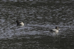 Little Grebe & Goldeneye, 1/500 sec, f/5.6, ISO 250, 220 mm