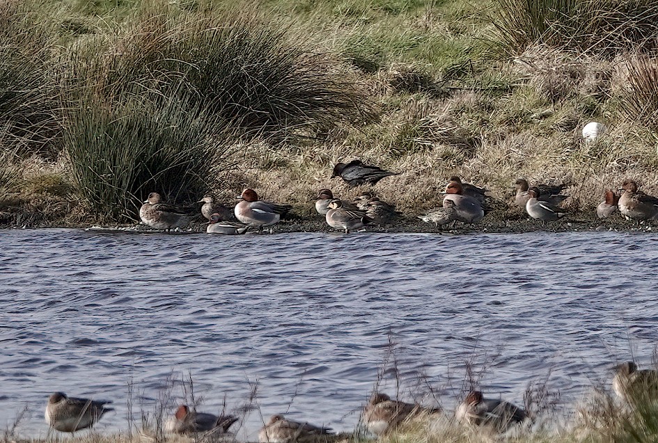 Baikal Teal , 1/1000 sec, f/4.0, ISO 100, 214.72 mm