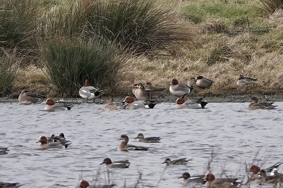 Baikal Teal , 1/800 sec, f/4.0, ISO 100, 220 mm