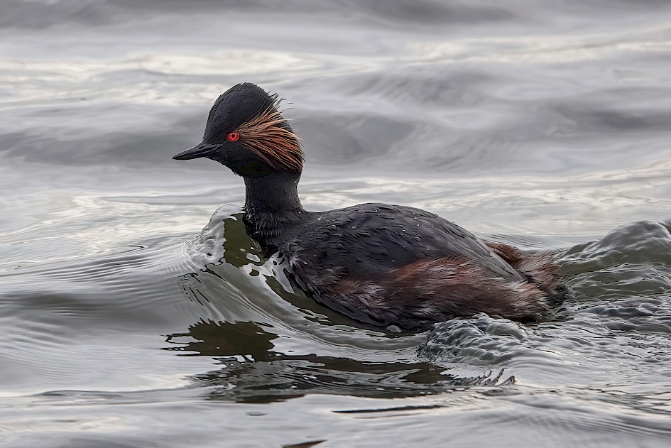 Black-necked Grebe , 1/500 sec, f/4.0, ISO 640, 220 mm