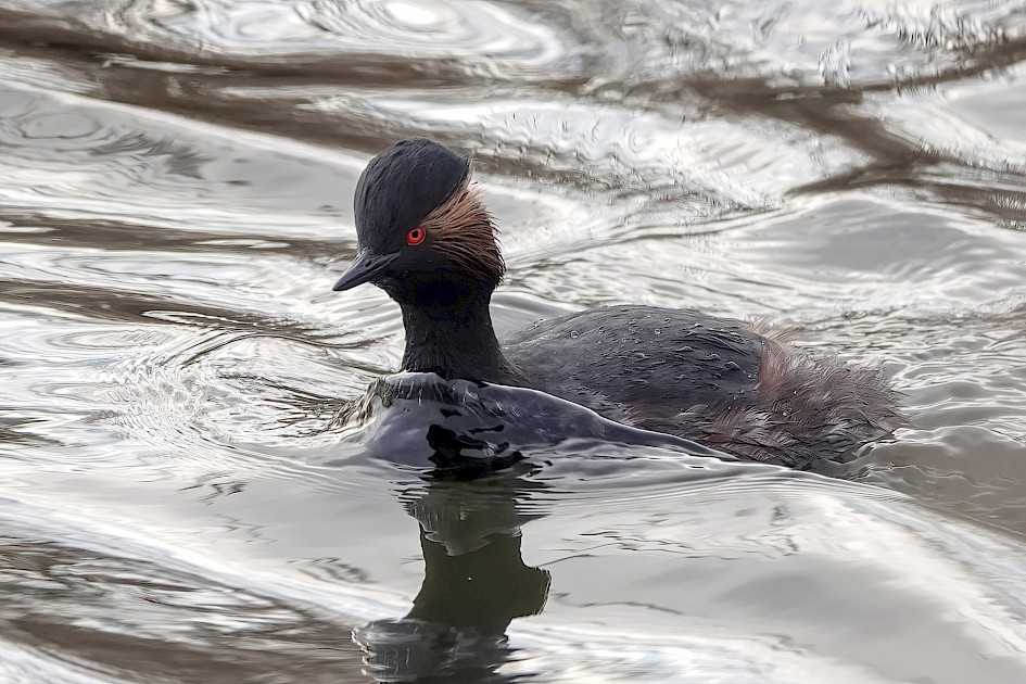 Black-necked Grebe , 1/500 sec, f/4.0, ISO 640, 220 mm