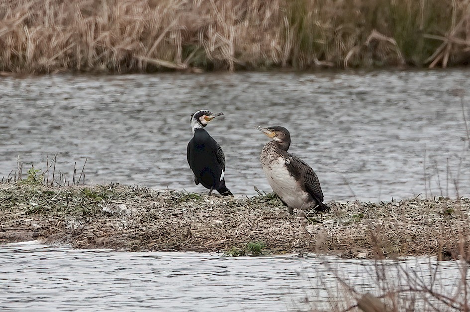 Cormorant, 1/500 sec, f/4.0, ISO 160, 220 mm