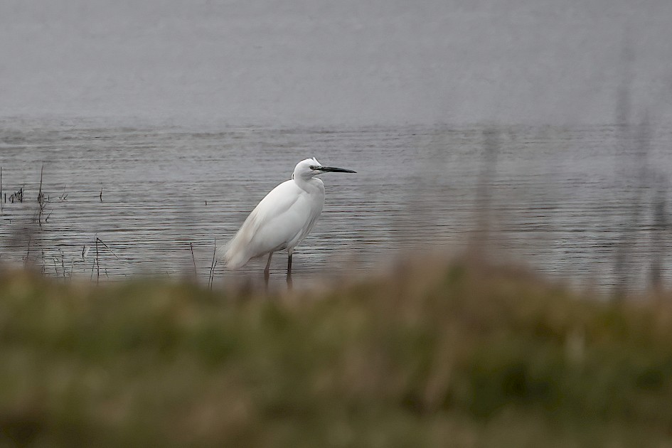 Little Egret, 1/800 sec, f/4.0, ISO 100, 220 mm