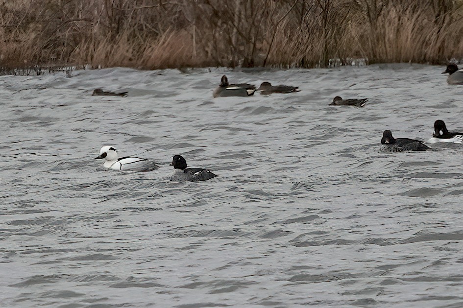Smew , 1/800 sec, f/4.0, ISO 100, 220 mm