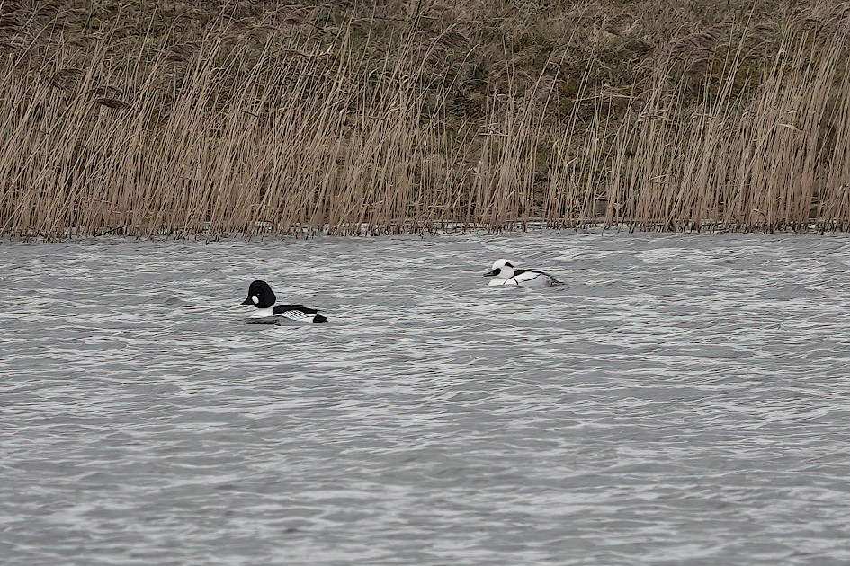 Smew , 1/500 sec, f/4.0, ISO 100, 220 mm