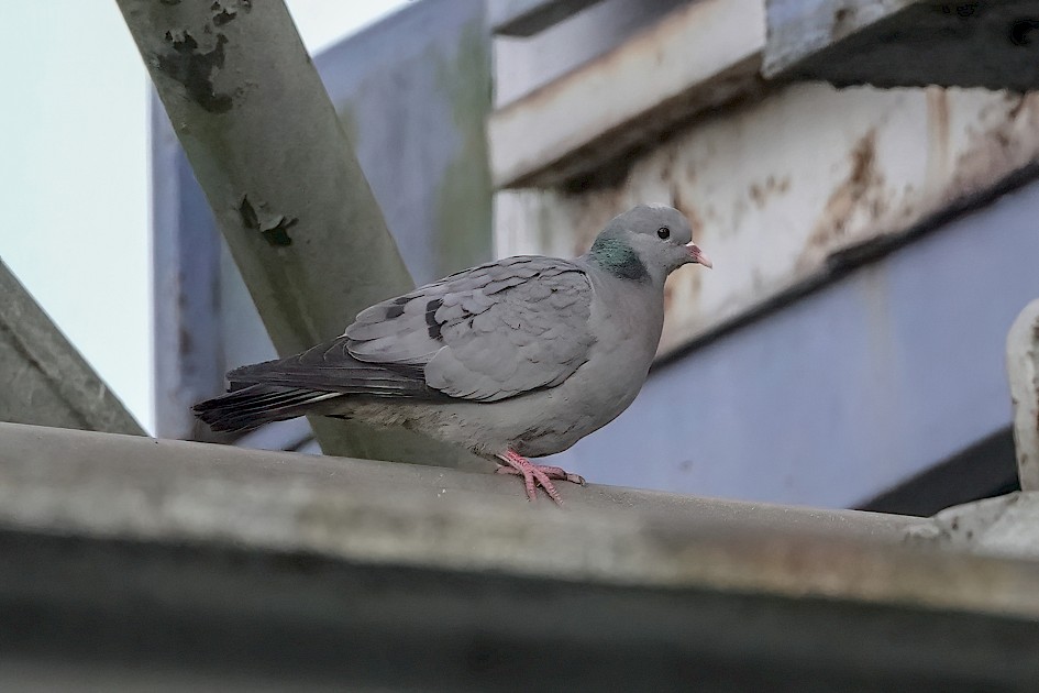 Stock Dove, 1/500 sec, f/4.0, ISO 1600, 220 mm