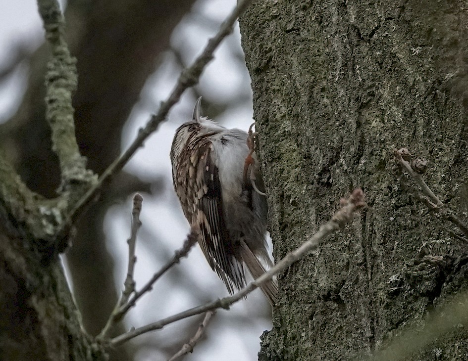 Treecreeper, 1/500 sec, f/5.6, ISO 1250, 220 mm