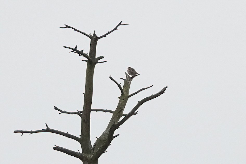 Woodlark, 1/500 sec, f/5.6, ISO 800, 220 mm