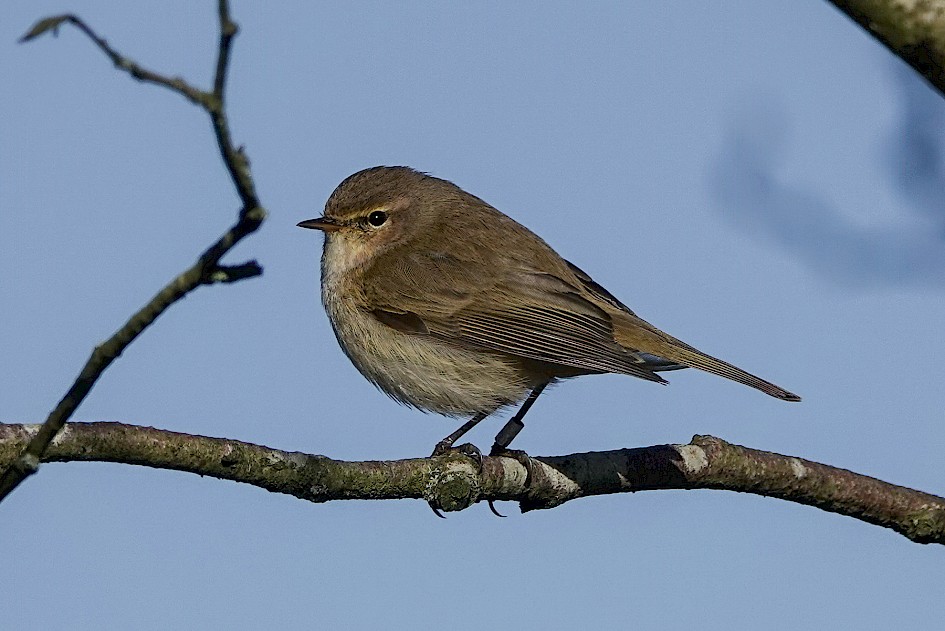 Chiffchaff, 1/1250 sec, f/5.0, ISO 100, 220 mm