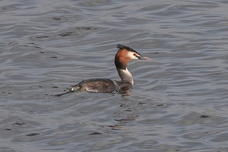 Great Crested Grebe, 1/500 sec, f/5.6, ISO 125, 183.43 mm