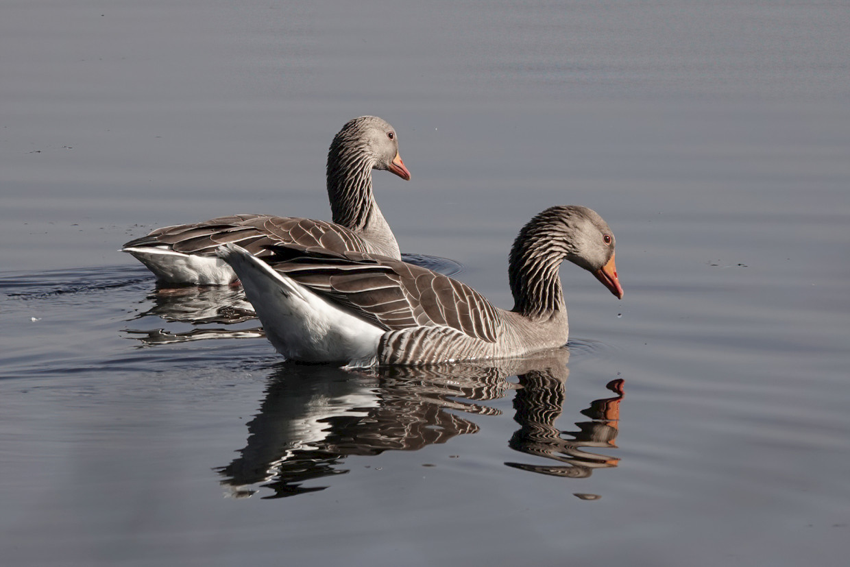 Greylag Geese, 1/500 sec, f/5.6, ISO 100, 180.69 mm