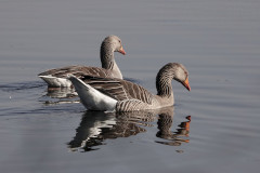 Greylag Geese, 1/500 sec, f/5.6, ISO 100, 180.69 mm
