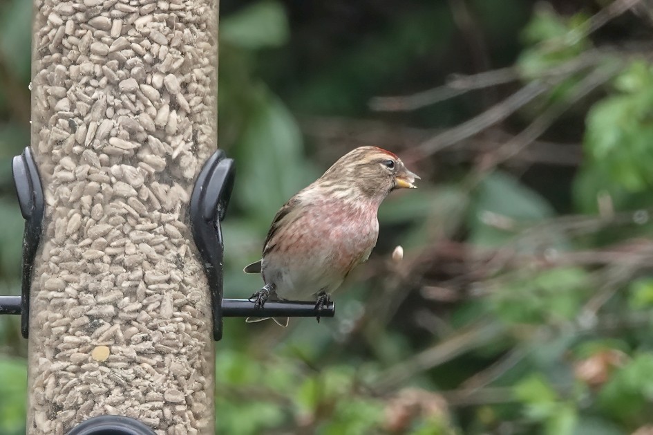 Redpoll, 1/500 sec, f/5.6, ISO 800, 220 mm