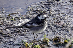 Pied Wagtail, 1/500 sec, f/5.6, ISO 500, 220 mm