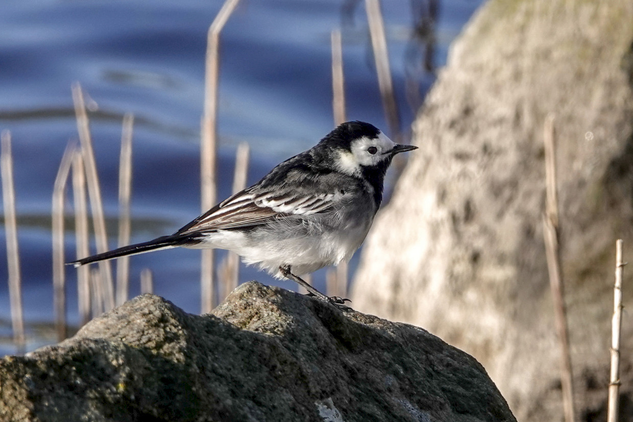 Pied Wagtail , 1/500 sec, f/5.6, ISO 125, 220 mm