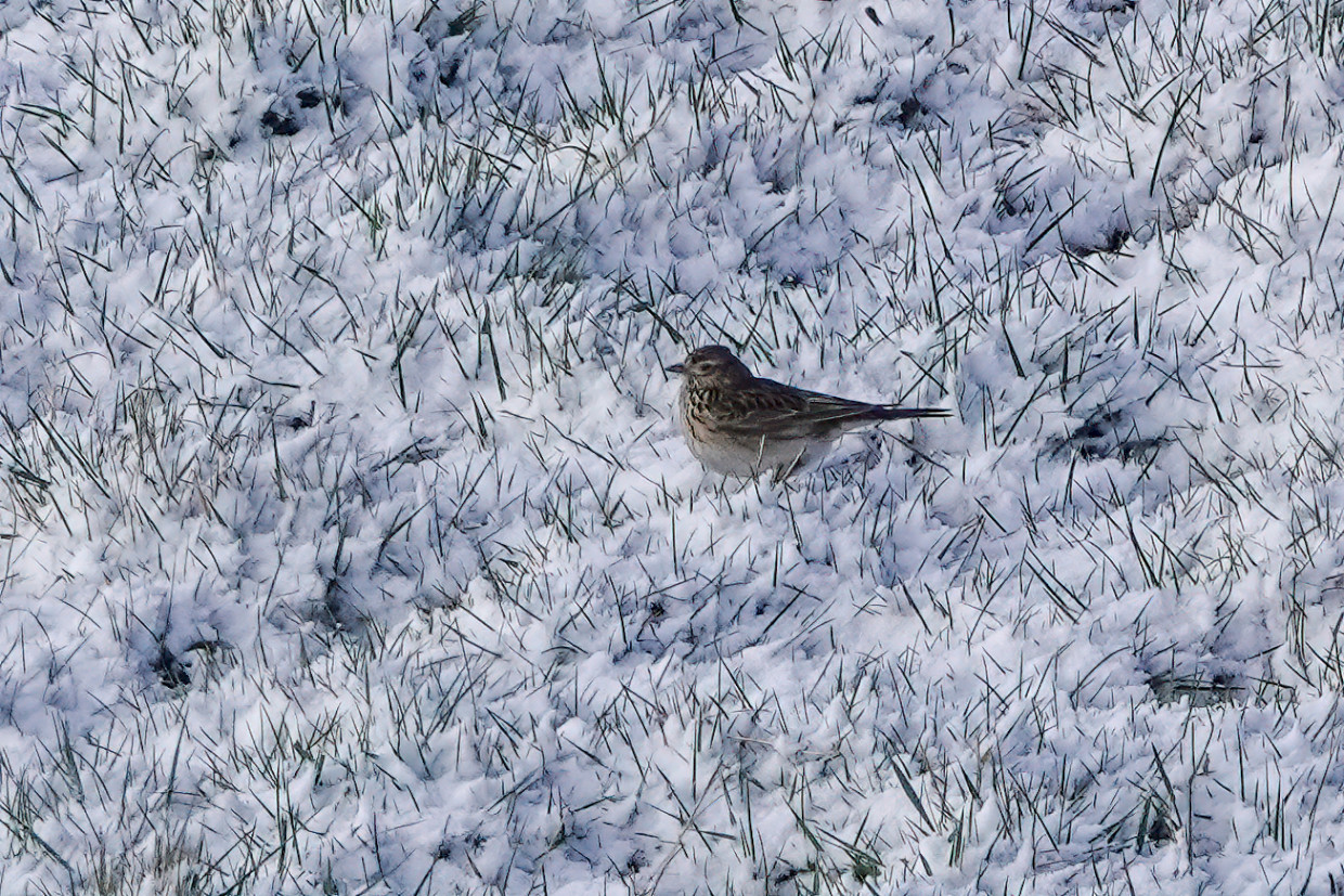 Skylark, 1/500 sec, f/5.6, ISO 100, 220 mm
