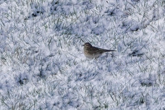 Skylark, 1/500 sec, f/5.6, ISO 100, 220 mm