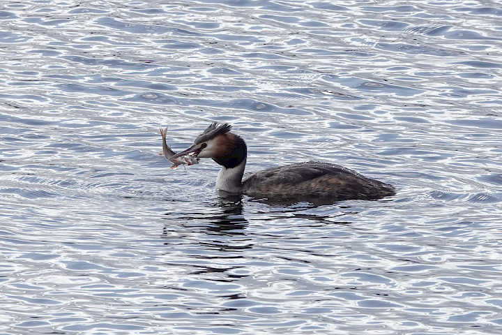 Great Crested Grebe, 1/500 sec, f/5.6, ISO 160, 219.76 mm
