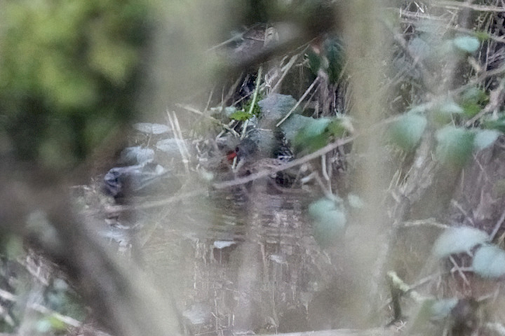 Water Rail, 1/500 sec, f/5.6, ISO 5000, 220 mm