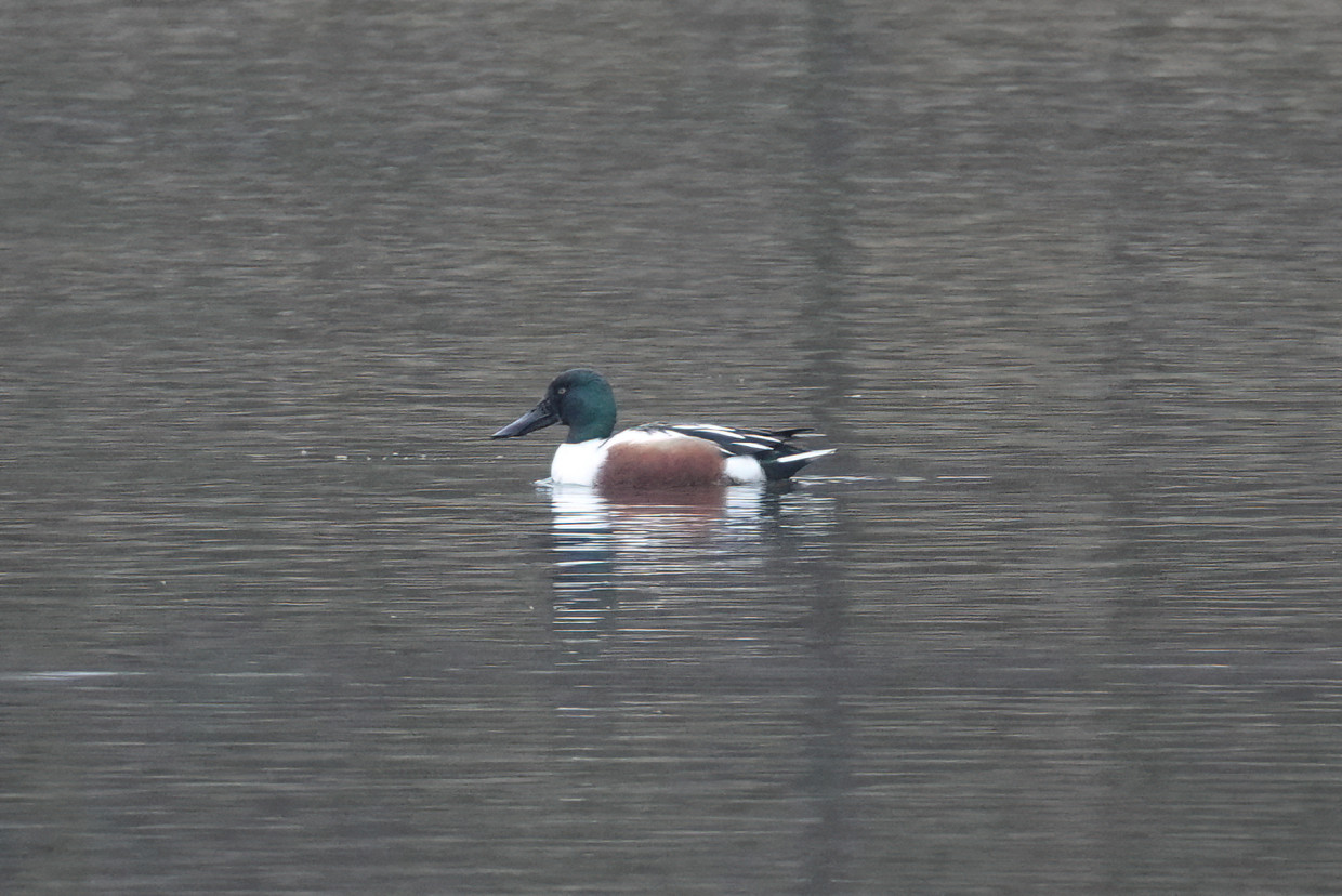 Shoveler, 1/125 sec, f/5.6, ISO 800, 220 mm