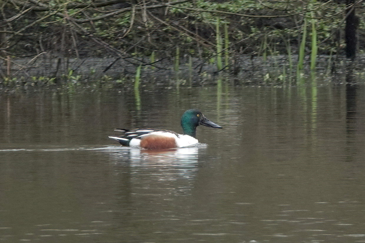 Shoveler, 1/125 sec, f/5.6, ISO 125, 220 mm