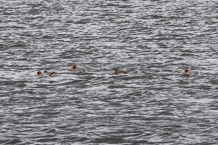 Wigeon