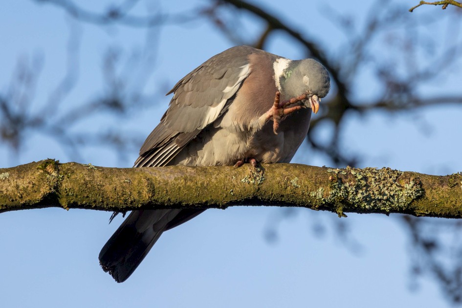 Woodpigeon, 1/640 sec. f/7.1 500 mm, ISO 320
