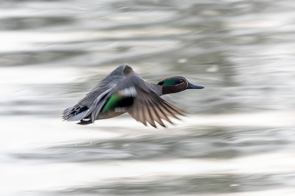 Teal, 1/500 sec. f/7.1 500 mm, ISO 3200