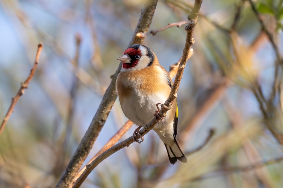 Goldfinch, 1/640 sec, f/7.1, ISO 320, 500 mm