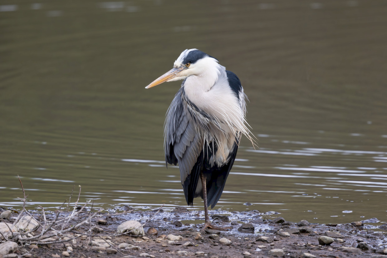 Grey Heron, 1/640 sec, f/7.1, 500 mm, ISO 400
