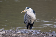 Grey Heron, 1/640 sec, f/7.1, 500 mm, ISO 400