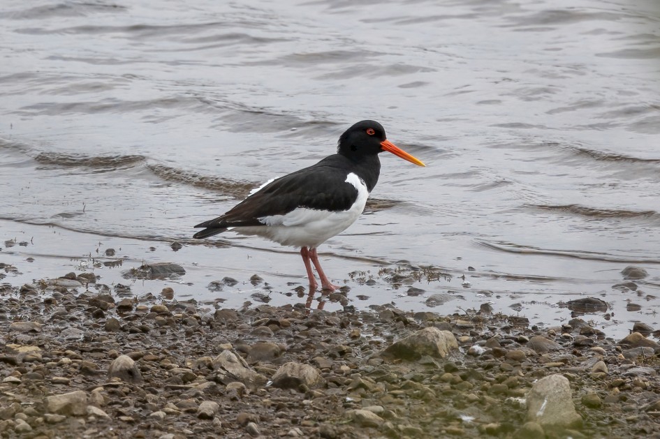 Oystercatcher, 1/500 sec, f/7.1, 500 mm, ISO 320