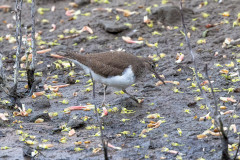 Common Sandpiper, 1/500 sec, f/7.1, 500 mm, ISO 1600