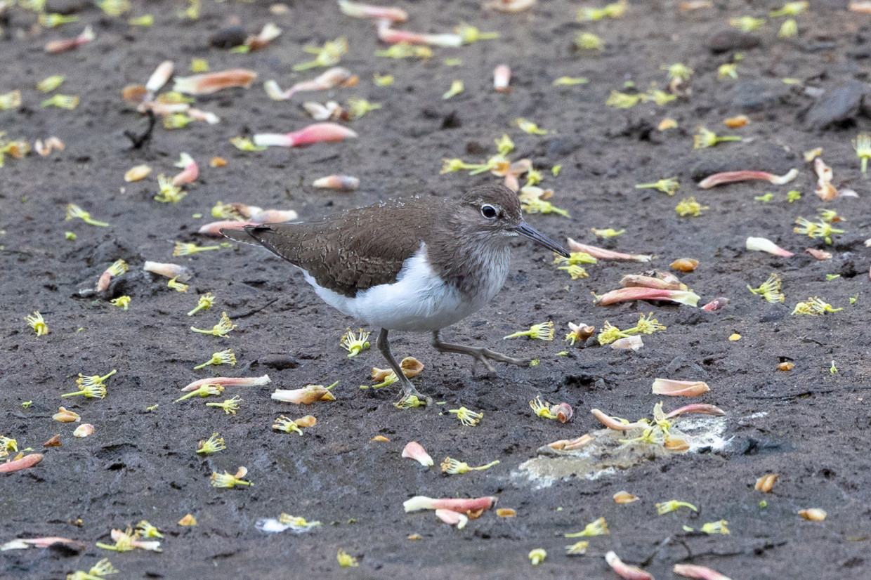 Common Sandpiper , 1/500 sec, f/7.1, 500 mm, ISO 1600