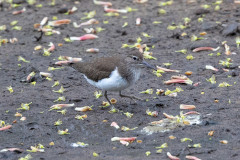 Common Sandpiper , 1/500 sec, f/7.1, 500 mm, ISO 1600