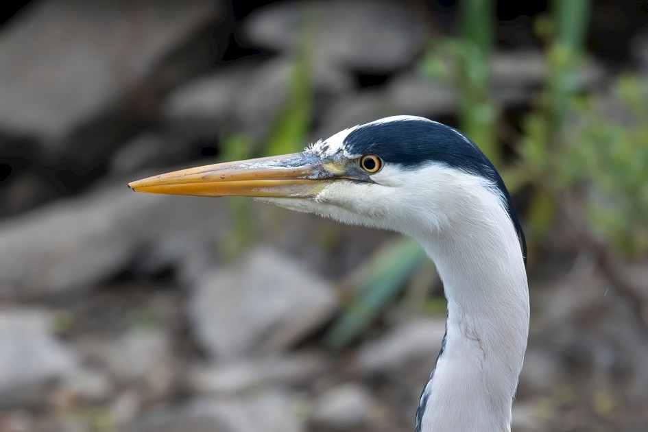 Grey Heron, 1/640 sec, f/7.1, 500 mm, ISO 1600