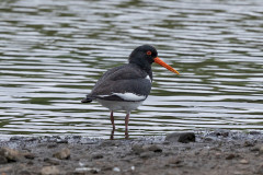 Oystercatcher , 1/640 sec, f/7.1, 500 mm, ISO 1000
